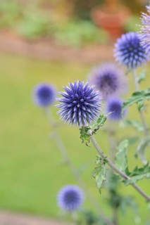 Blue globe thistle (Echinops ritro), flowers, ornamental plant in a garden, Wilnsdorf, North