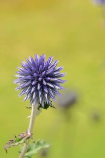 Blue globe thistle (Echinops ritro), flower, ornamental plant in a garden, Wilnsdorf, North