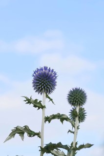 Blue globe thistle (Echinops ritro), flowers in front of a blue sky, ornamental plant in a garden,