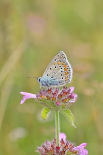 Blue butterfly (Polyommatus icarus), common blue, female on a flower of the woodland cistus