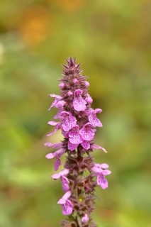 Forest willow (Stachys sylvatica), flower, inflorescence on a forest path, the plant was formerly