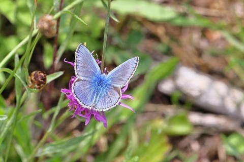 Common blue butterfly (Polyommatus icarus), male on a flower of the meadow knapweed or common