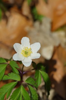 Close-up of an anemone (Anemone nemorosa, synonym: Anemonoides nemorosa) on the ground of a forest