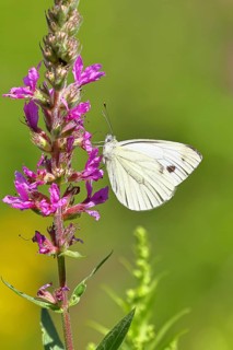 A Cabbage butterfly (Pieris brassicae) sucking nectar on the flower of the purple loosestrife