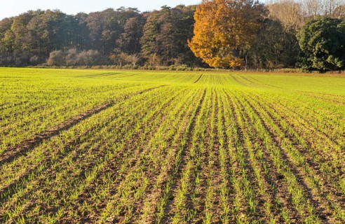 Green shoots of arable winter cereal crop growing in field rows down hillside, Shottisham, Suffolk,