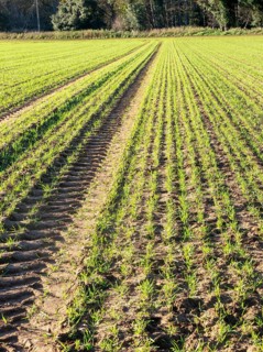 Green shoots of arable winter cereal crop growing in field rows down hillside, Shottisham, Suffolk,
