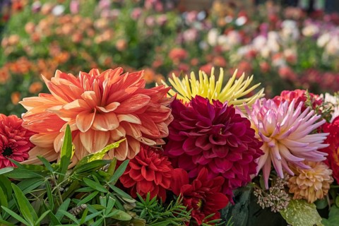Dahlia arrangement (Dahlia) as decoration, North Rhine-Westphalia, Germany