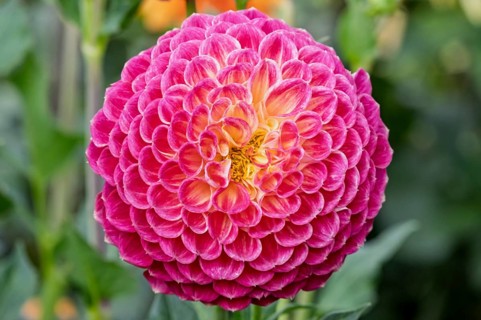 Dahlia (Dahlia), MÃ¼nsterland, North Rhine-Westphalia, Germany