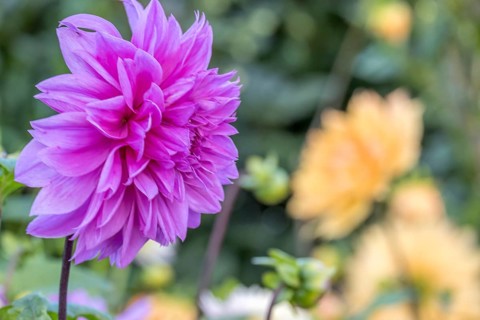 Close-up of a purple dahlia flower in the foreground with blurred yellow background in a garden,