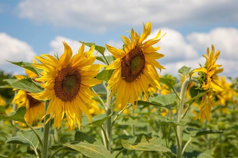 Sunflowers (Helianthus annuus), sunflower field, Palatinate, Rhineland-Palatinate, Germany