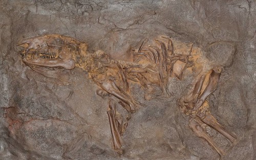 Fossil prehistoric horse (PropalÃ¤otherium parvulum), impression or replica, oil shale, Eocene,