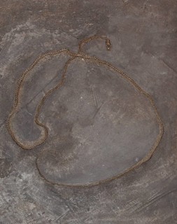 Fossil snake, imprint, replica, oil shale, Eocene, petrification, vertebrate, rock, remains,