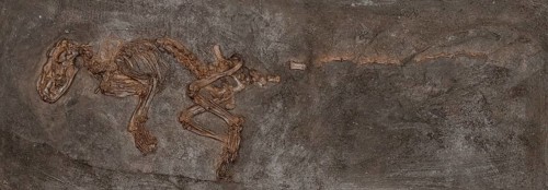 Fossil carnivore (Paroodectes feisti), Carnivora, mammal, imprint or replica, oil shale, Eocene,