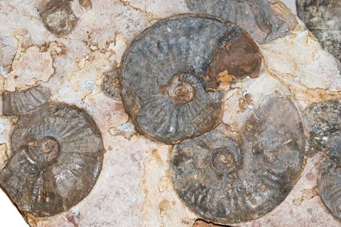 Ammonite (Amaltheus stokesi), Lias gamma-delta boundary bank, rock, remains, ammonite, excavation,