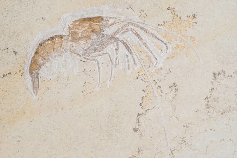 Fossil crab (Aeger tipularius) and dendrites, White Jurassic (Malm), Zeta 2, rock, remains with