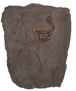 Fossil Messel rail, Messel rail, Messel crane (Messelornis cristata), impression or replica, oil