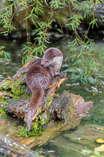 A Eurasian otter (Lutra lutra) grooms himself on a root of a tree with some moss on it lying in the