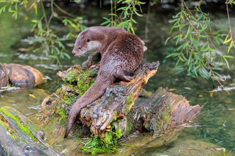 A Eurasian otter (Lutra lutra) rests on a root of a tree with some moss on it lying in the water.