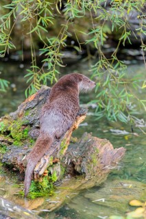 A Eurasian otter (Lutra lutra) rests on a root of a tree with some moss on it lying in the water.