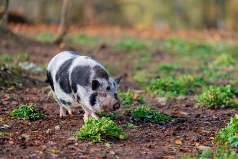 A Kunekune pig (sus scrofa domesticus), a domestic breed from New Zealand walks through a natural