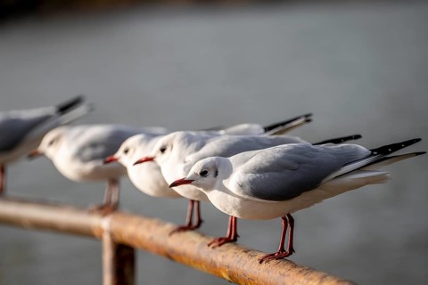 Black-headed gulls in winter dress, on a railing on the Rhine near Duisburg-Walsum, North