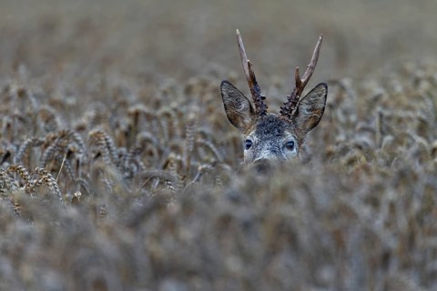 A roebuck (Capreolus capreolus) looks attentively out of a wheat field, only the head sticks out of