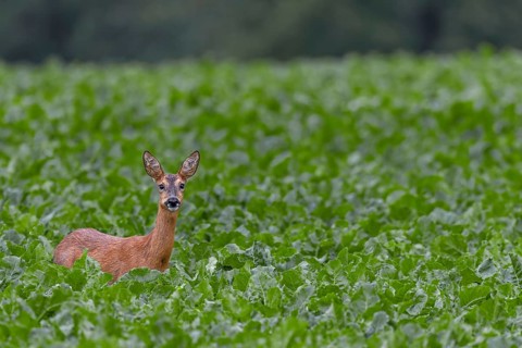 Doe (Capreolus capreolus) in a beet field, eyes, eye contact, summer coat, Germany