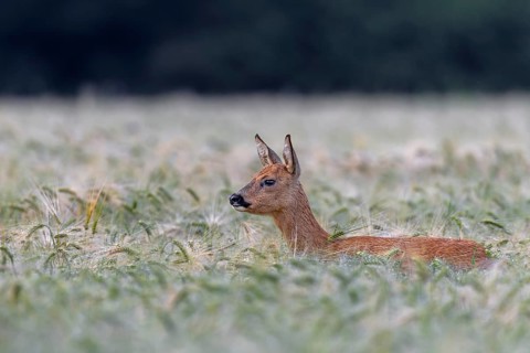 Doe (Capreolus capreolus) standing attentively in a barley field, eyes, summer coat, Germany