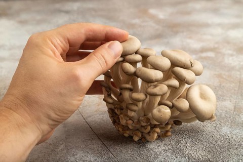 Raw Oyster mushroom, Pleurotus ostreatus with hand on gray concrete background. Side view, copy