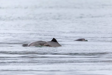 A group of Harbour porpoises (Phocoena phocoena) with their babies swim along the Baltic Sea coast,