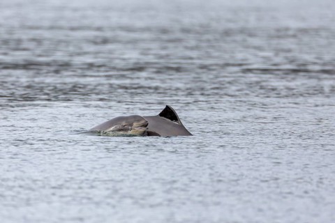 In contrast to adult Harbour porpoises (Phocoena phocoena), which rarely break the water surface