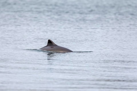 Harbour porpoise (Phocoena phocoena) in the Baltic Sea, Denmark