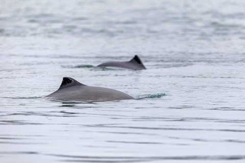 The Harbour porpoise (Phocoena phocoena) is a very small species of cetacean and, with a bit of