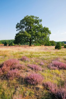 Large oak tree in blooming LÃ¼neburger Heide, Lower Saxony, Germany