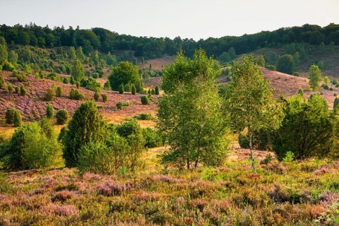 Trees and blooming heath at Totengrund in the LÃ¼neburger Heide nature park Park, Lower Saxony,