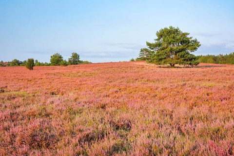 Pine in the midst of blooming heath at the foot of Wilseder Berg, . LÃ¼neburger Heide nature park