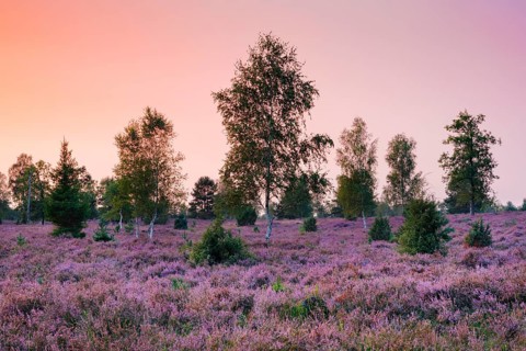 Colourful evening mood over birch trees in the blooming LÃ¼neburg Heath, Lower Saxony, Germany