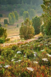 Trees and blooming heath at Totengrund in the LÃ¼neburgmer Heide nature park Park, Lower Saxony,