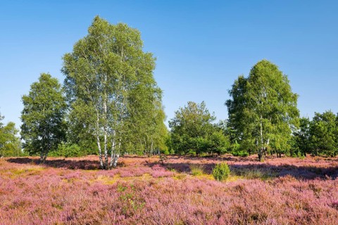 Large birch trees in the blooming LÃ¼neburg Heath, Lower Saxony, Germany