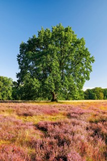 Large oak tree in the blooming LÃ¼neburger Heide, Lower Saxony, Germany