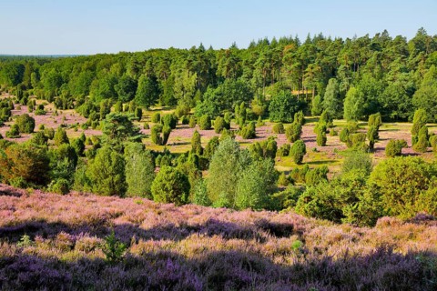 Trees and blooming heath near Steingrund in the LÃ¼neburger Heide nature park Park, Lower Saxony,