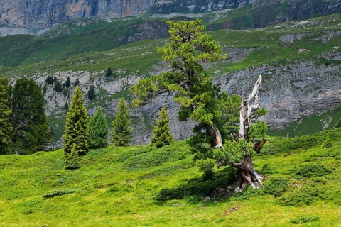 Old pine on Engstlenalp in Gental, Canton of Bern, Switzerland