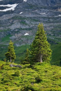 Spruces on Engstlenalp, Canton of Bern, Switzerland