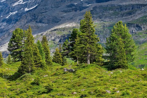 Spruces on Engstlenalp, Canton of Bern, Switzerland