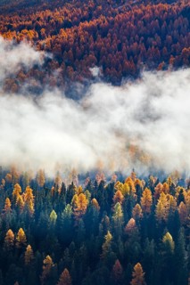 Coniferous forest with larch and spruce trees crossed by clouds of fog, Engadin, Canton of