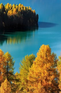 Larch forest around Lake Sils, Upper Engadin, Canton of GraubÃ¼nden, Switzerland
