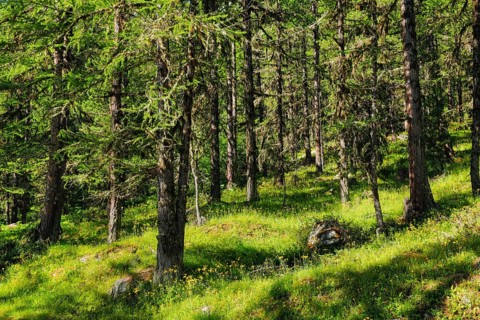 Lichen-covered larch forest in Val d'Hérens, Canton of Valais, Switzerland