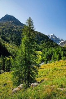 Larch trees in the Arolla Valley with the summit of Mt. Collon in the background, Val d'Hérens,