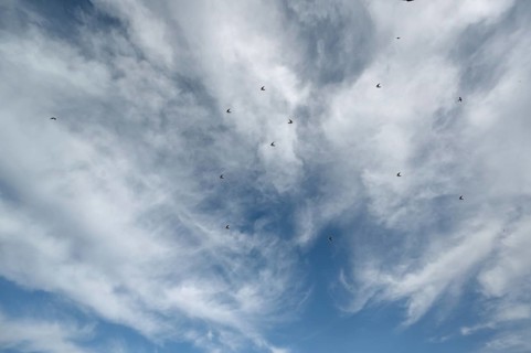 Flying swallows (Hirundinidae) in a cloudy sky, Mecklenburg-Western Pomerania, Germany