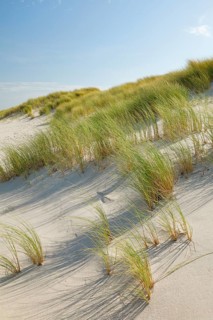 Sand dunes on the elbow on the island of Sylt, Germany